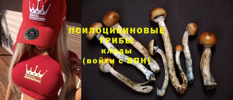 Псилоцибиновые грибы MAGIC MUSHROOMS  Багратионовск 